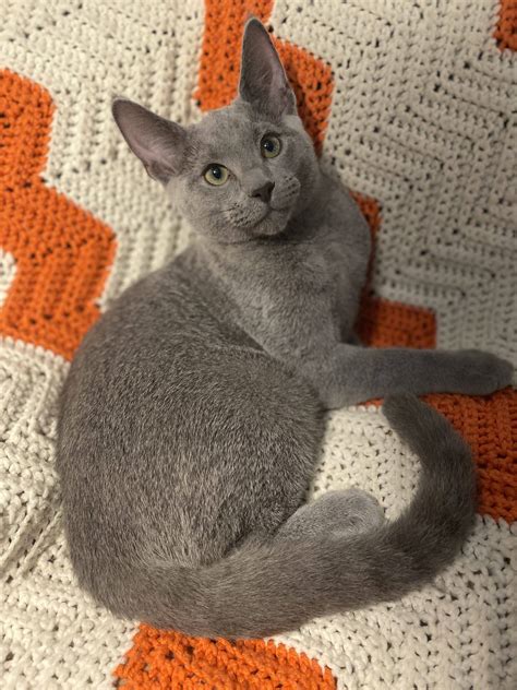 russian blue cattery florida